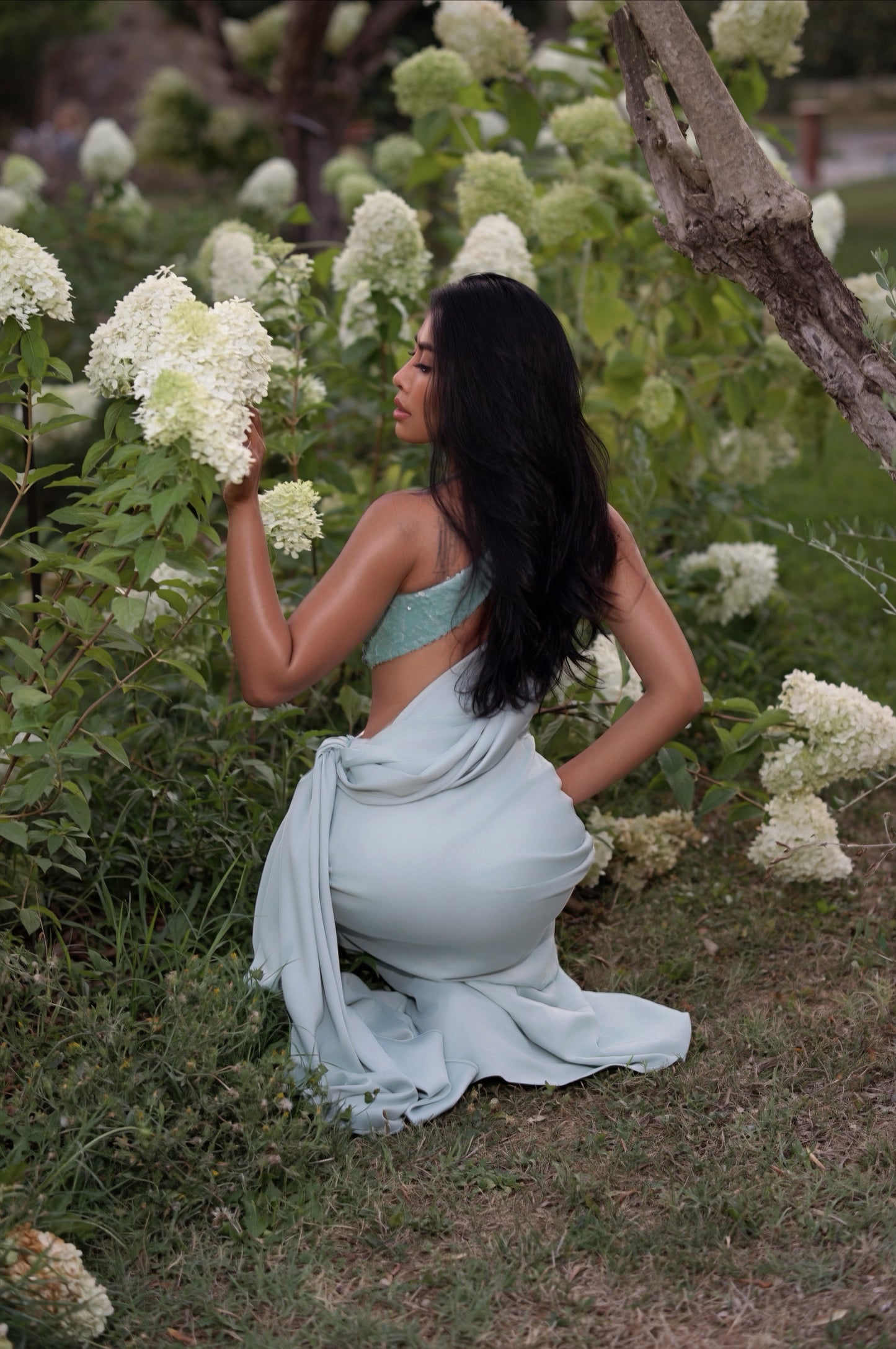 Mimosa
